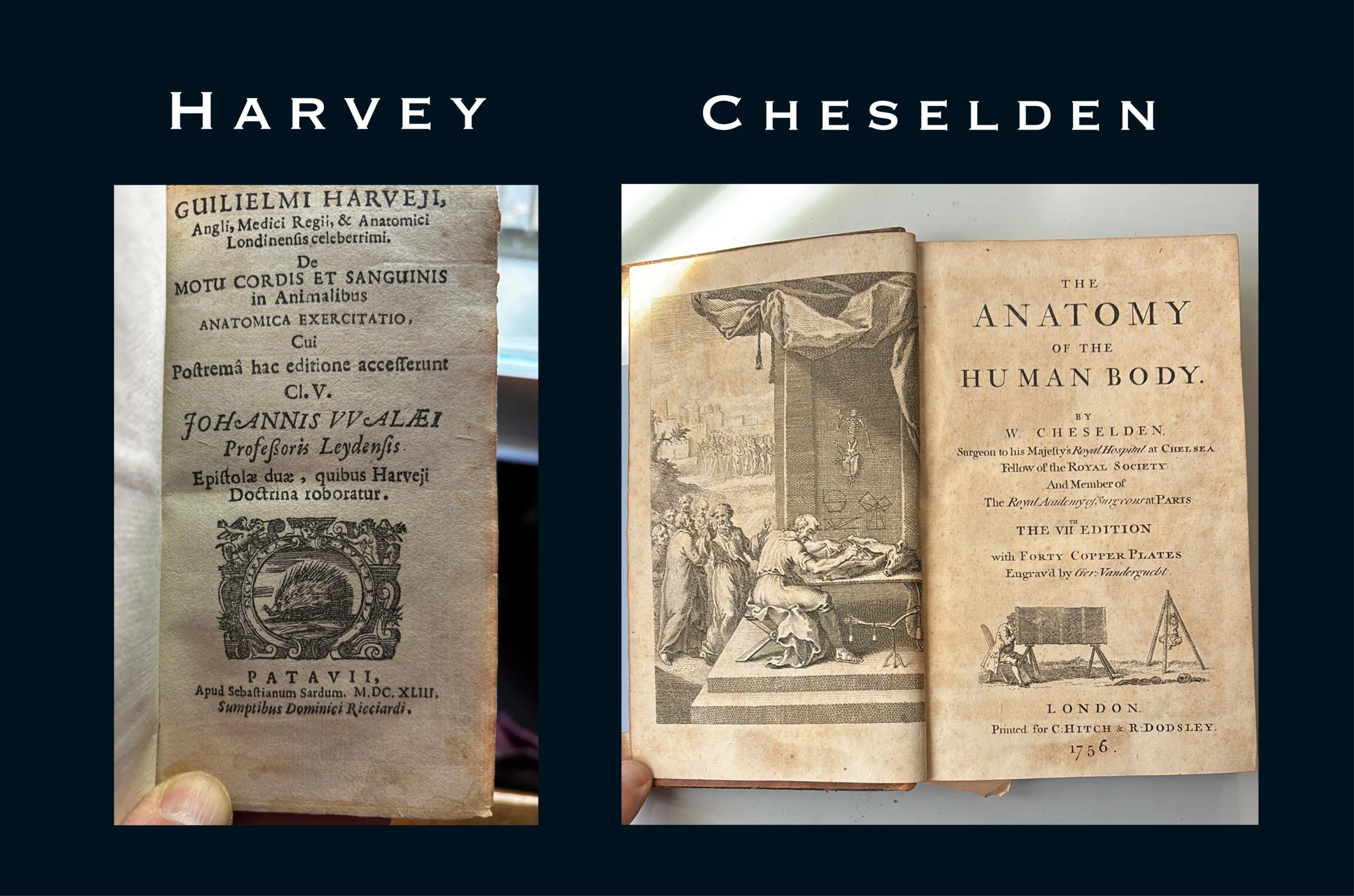 A composite image on a dark blue background showing the title pages of two early medical books, labelled "Harvey" and "Cheselden." On the left, the Latin title page of Harvey's De Motu Cordis, Padua 1643, with a printer's device showing a porcupine within a decorative cartouche. On the right, Cheselden's The Anatomy of the Human Body, seventh edition, London 1756, open at the frontispiece and title page; the frontispiece engraving shows a group of robed figures gathered around a dissection scene, with a small suspended skeleton in the background.